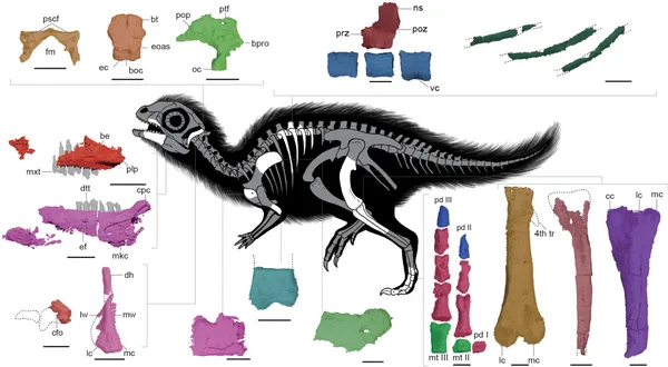 UT Austin-Led Team Identifies Doolysaurus huhmini, a New Small Dinosaur Species From South Korea