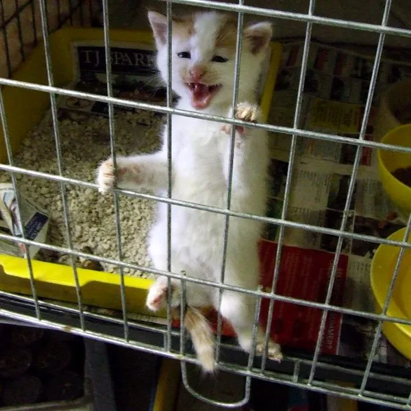 Austin police rescue eight kittens abandoned in a cage during freezing weather on Great Northern Boulevard