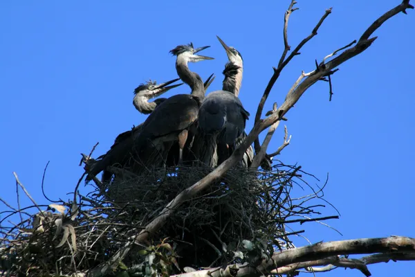 Great Blue Herons Are Nesting Near Downtown Austin, Drawing Attention to an Urban Rookery