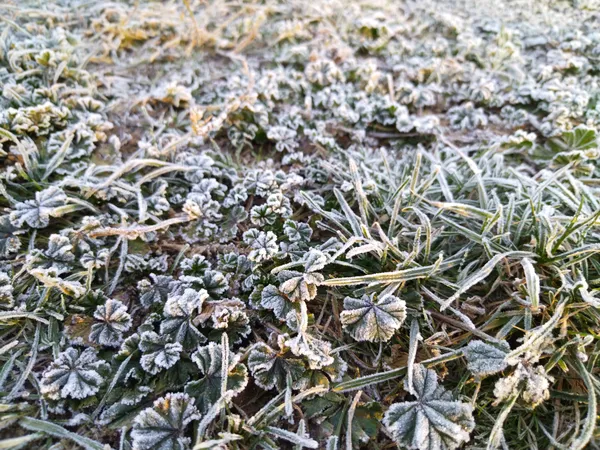 A Frosty Start to February: Austin Braces for a Hard Freeze and Sunny Skies